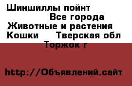 Шиншиллы пойнт ns1133,ny1133. - Все города Животные и растения » Кошки   . Тверская обл.,Торжок г.